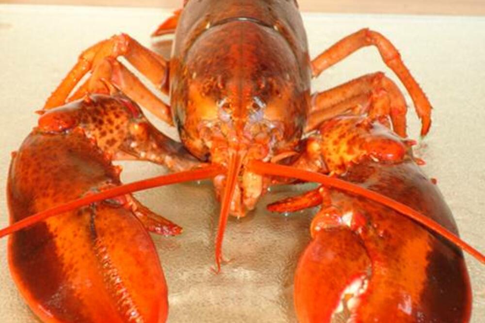 jastog, Foto: Lobsterhelp.com