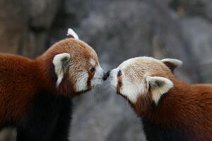 Crvene pande znaju da vole i obožavaju poljupce