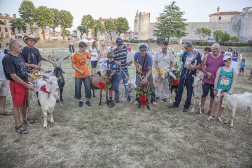 koza Anđela, Foto: Zivotinje.rs