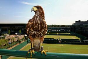 Ukradeni jastreb  Rufus je vraćen