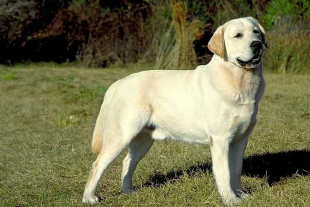 labrador, Foto: Svetzivotinja.com