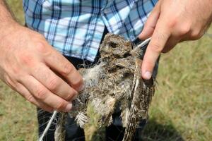 Zar da mrtve ptice i krave dočekuju turiste