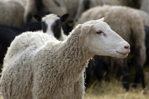 Bijelo Polje: Vukovi zaklali šest ovaca i dvoje jagnjadi