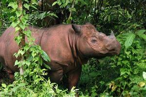 Ugroženi nosorog se okotio u nacionalnom parku