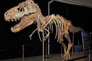 Vlasti SAD zaplijenile skelet dinosaurusa iz Mongolije