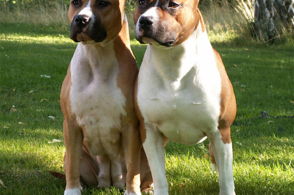 Staford terijer, Foto: Yourdogsblog.com