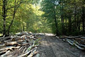 Prerađivačima drveta prijeti stečaj, traže pomoć od države