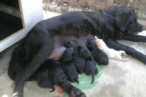 Bar: Labrador Bela oštenila desetoro