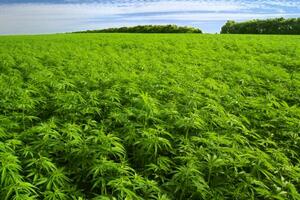 Albanija: Zaplijenjena tona marihuane