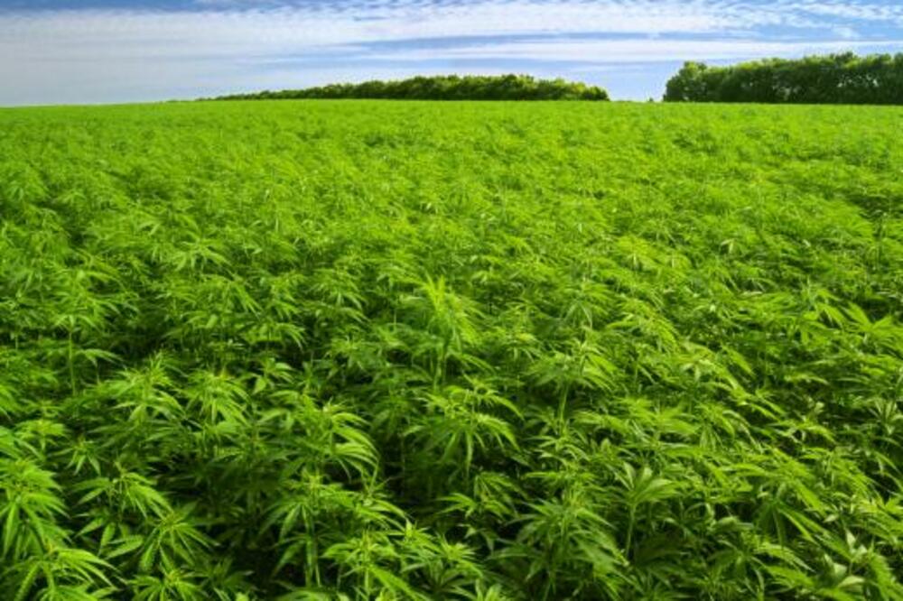 marihuana, Foto: Adeuc.com