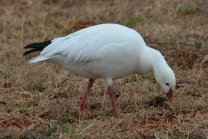 Nakon što je sedam puta upucan, gusan nazvan Fifti Sent