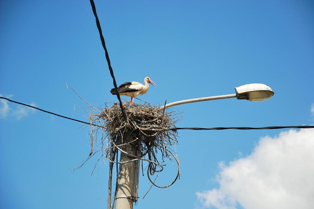 rode, Polimska ulica, Foto: Rabrenović