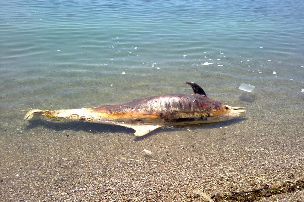 Delfin Jaz, Foto: Vuk Lajović