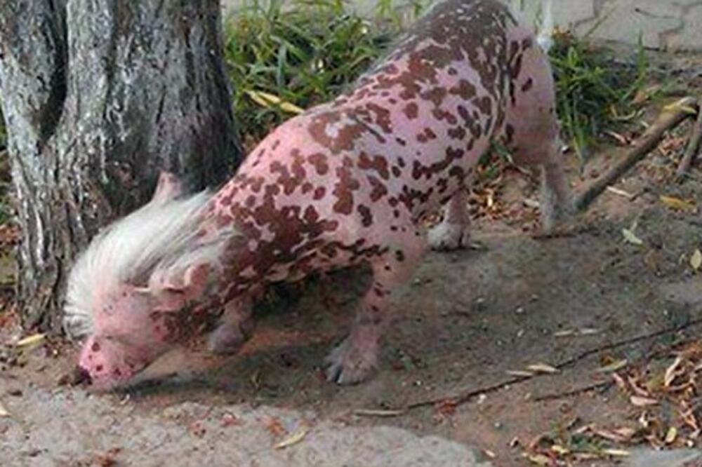 ćubasti pas, pas-svinja, Foto: Metro.co.uk