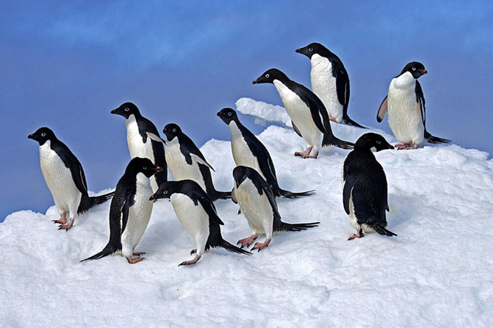 Pingvini, Foto: Travelwild.com