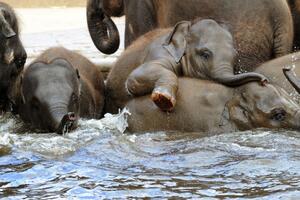 Masovno krštenje slonova u Šri Lanki