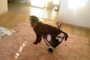 Stigla i kolica za pljevaljskog psa Srećka