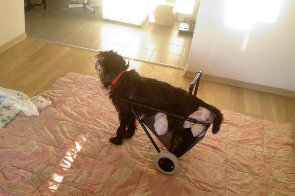 Srećko, Foto: Facebook.com