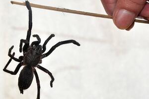 Najezda otrovnih pauka na indijski grad odnijela dvije žrtve