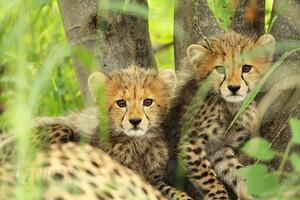 Austrija: Gepardi pobjegli iz zoo vrta i - sami se vratili