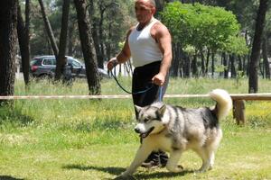 Ljut što njegov pas nije najljepši, Aco Novović nasrnuo na sudiju