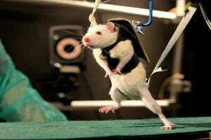 Paralizovani pacovi prohodali u švajcarskim laboratorijima