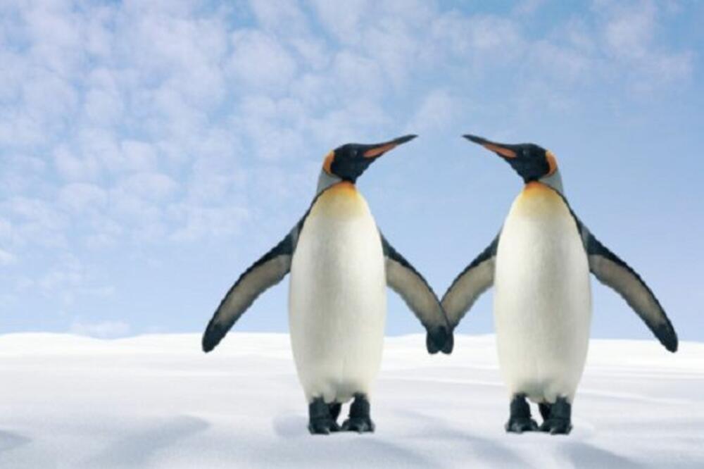 homo pingvini, Foto: Static.tuttogratis