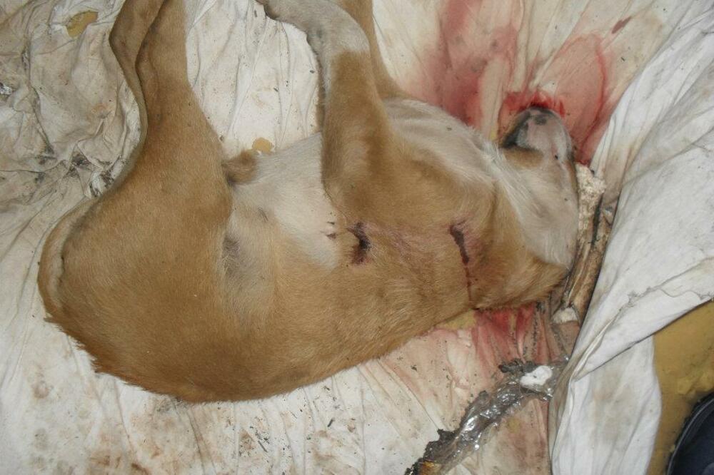 Bar, deponija, trovanje pasa, Foto: Prijatelji LML Bar