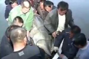 Kina: Ulovio ribu od 618 kilograma