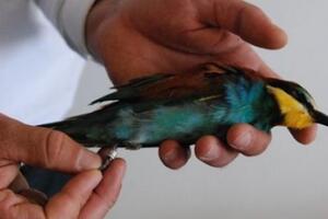 Turski seljaci optužili mrtvu pticu da je izraelski špijun