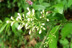 Vratio biljke koje je ukrao 1958. godine