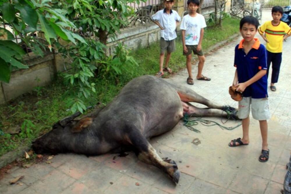 Vijetnam, bivo, Foto: AP