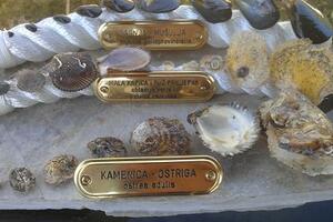 Na tržište stiže prva crnogorska kamenica