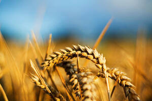 U Indiji trule milioni tona pšenice