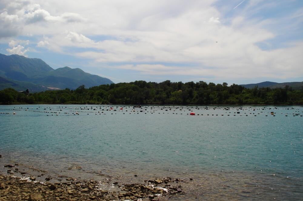 školjke, primorje, Foto: Siniša Luković