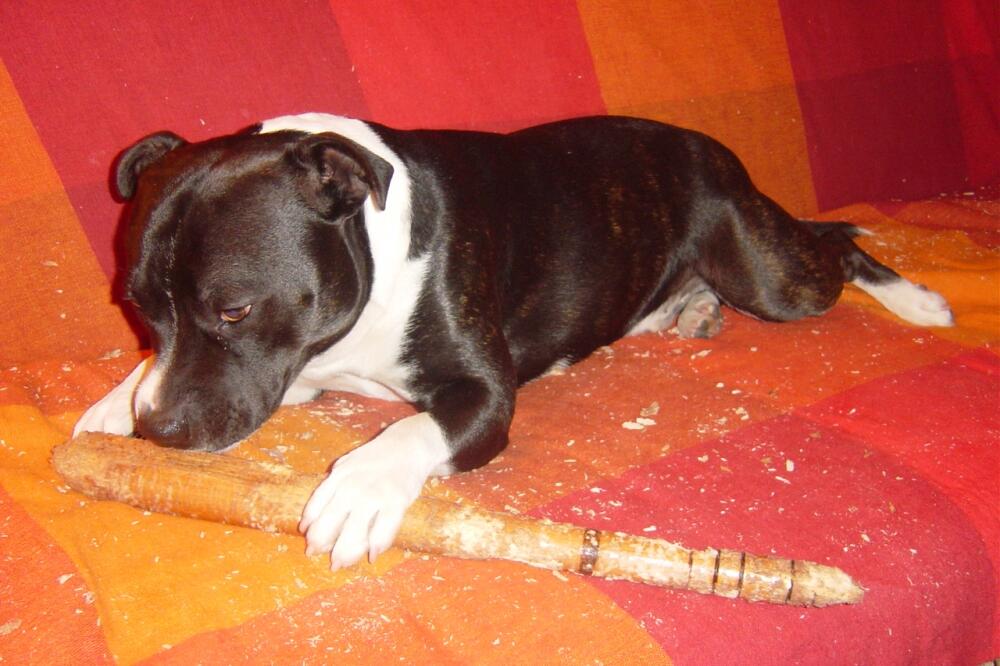 tobi1, Foto: Damira Kalač