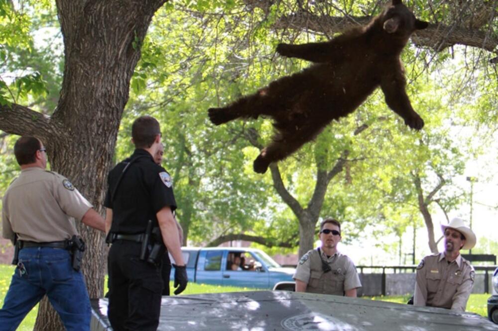 Medvjed u kampusu univerziteta u Koloradu, Foto: CBS