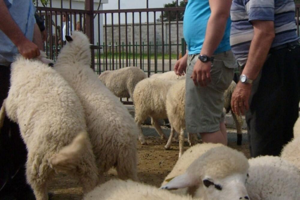 ovce stočna pijaca, Foto: Jovan Stanišić