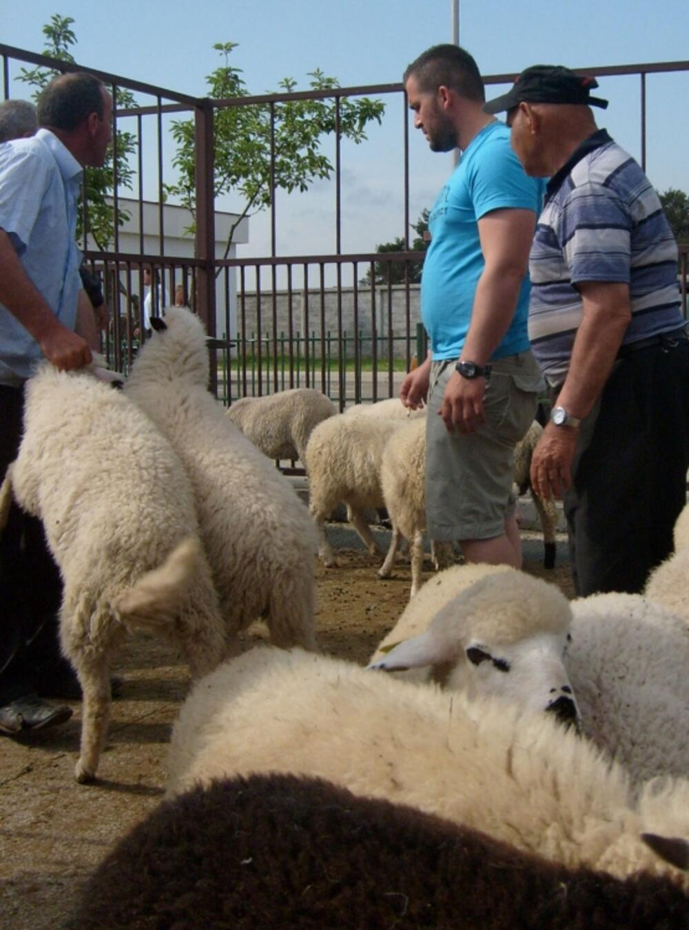 ovce stočna pijaca