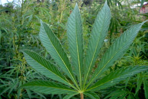 Njemac pokušao da plati taksi marihuanom