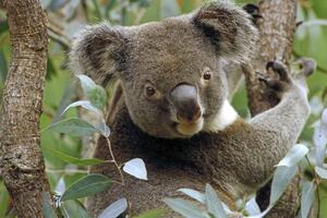 Koale u Australiji stavljene na listu ugroženih životinja