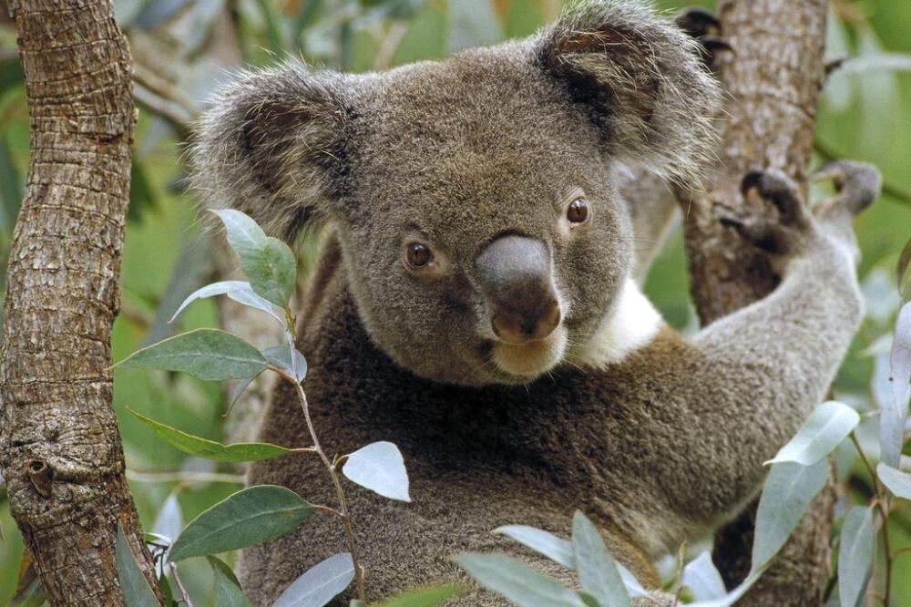 koala, Foto: Animalsw.com