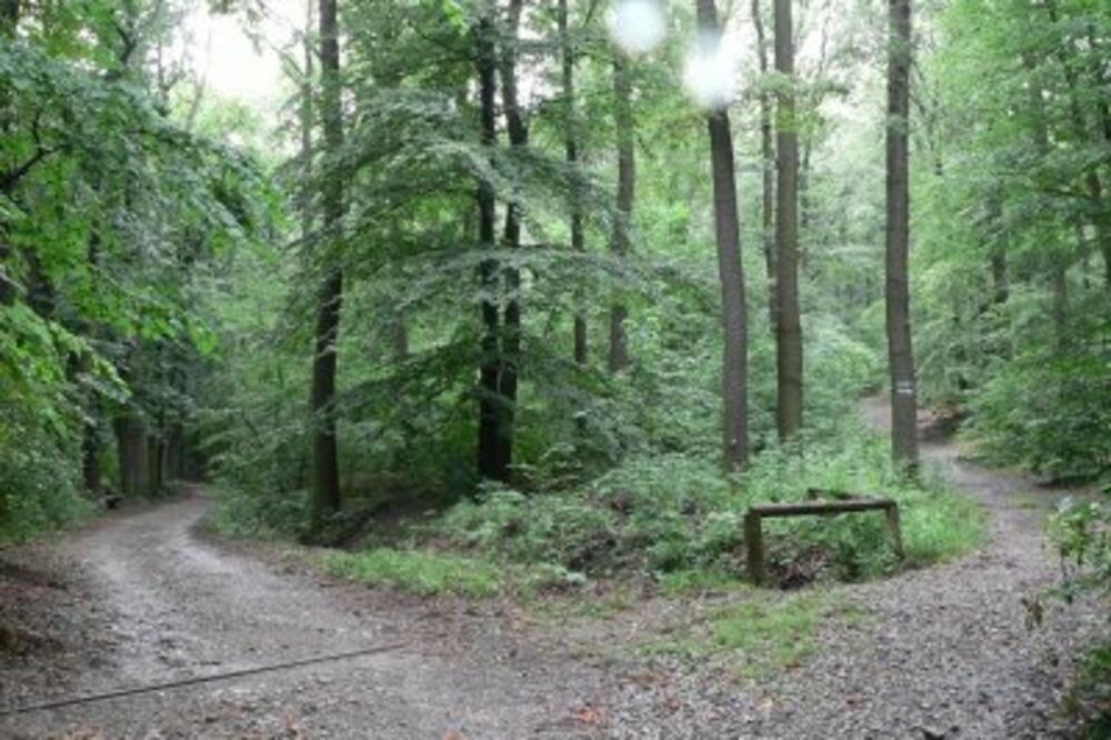 Bečka šuma, Foto: The5thc.blogspot.com