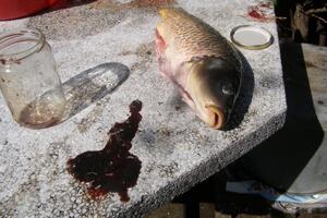 Podgoričanin kupio krapa punog bijelih glista