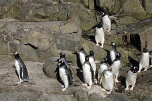 Naučnici pomoću satelita prebrojavaju pingvine