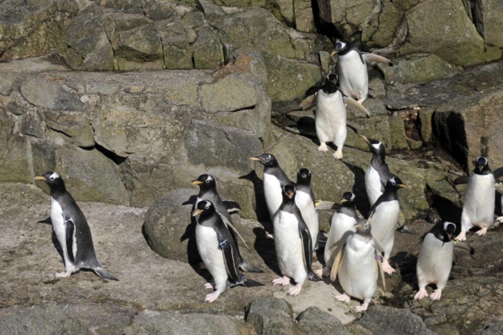 pingvini, selidba, Foto: Rojters