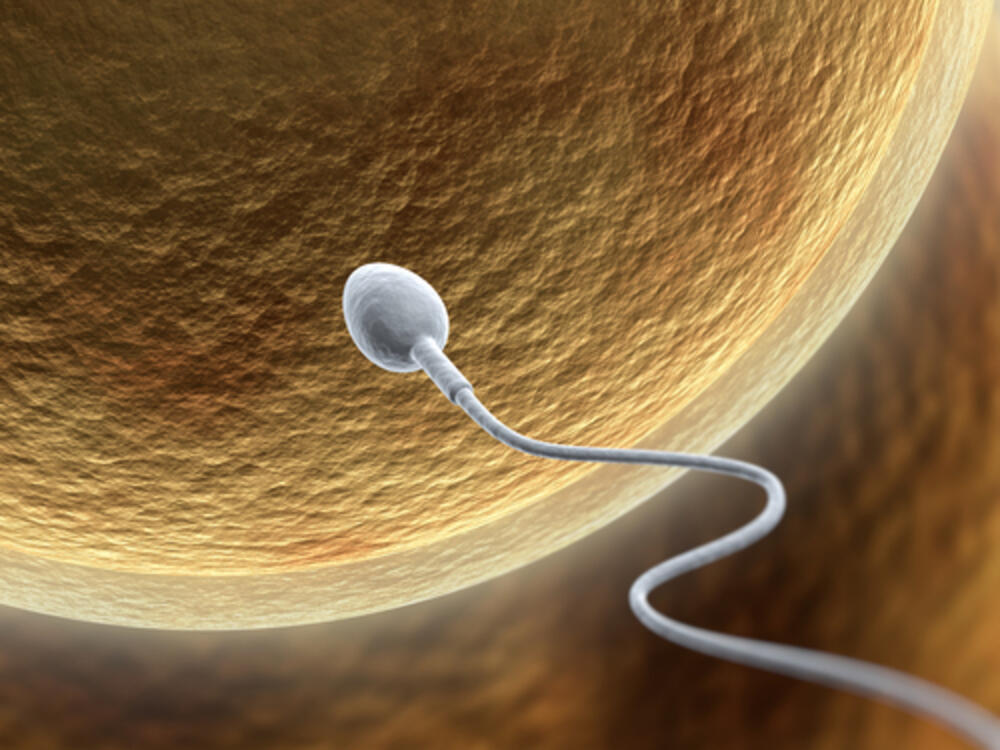 spermatozoid, jajna ćelija, oplodnja