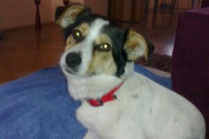 Stanari "Krstarice" skupili pare za operaciju psa Flekice