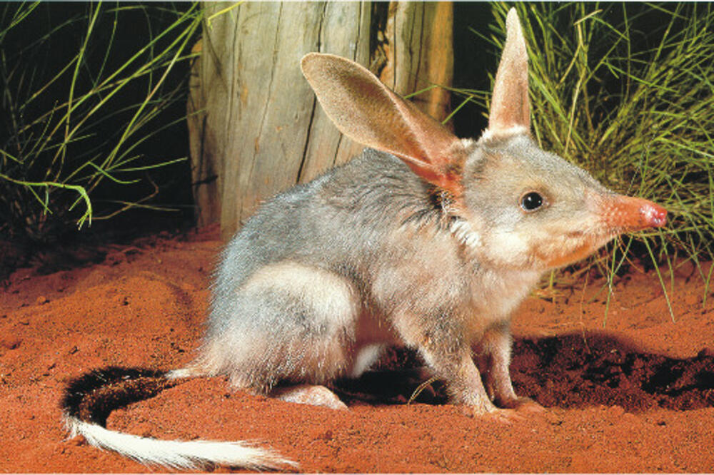 Bilbi, Foto: Molvray.com