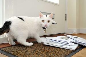 Poštari zaobilaze kuću Britanca jer se plaše njegove mačke